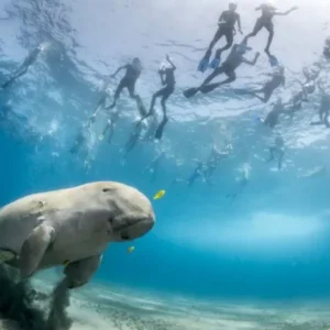 Marsa Mubarak Boat & Snorkeling