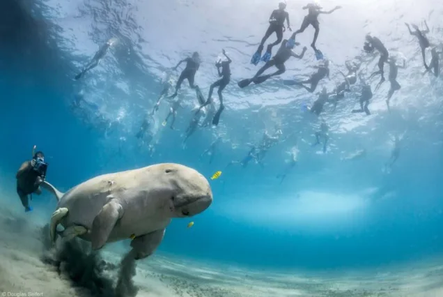 Marsa Mubarak Boat & Snorkeling