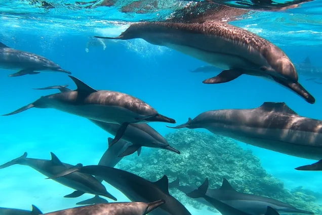 Sataya Dolphin House Boat & Snorkeling