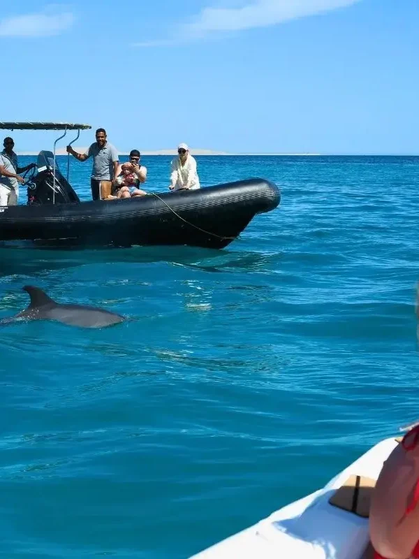 Family on private speed boat tour enjoying watching dolphins in Hurghada