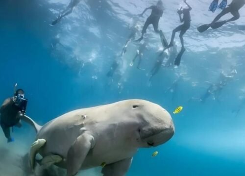 Marsa Mubarak Snorkeling Tour from Marsa Alam