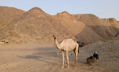 ATV Quad 3 Hours from Marsa Alam