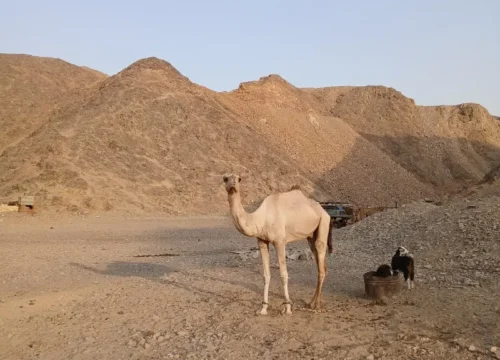 ATV Quad 3 Hours from Marsa Alam