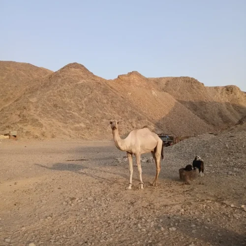 ATV Quad 3 Hours from Marsa Alam
