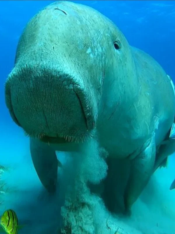 Dugong snorkeling trip Marsa Alam Marsa Mubarak