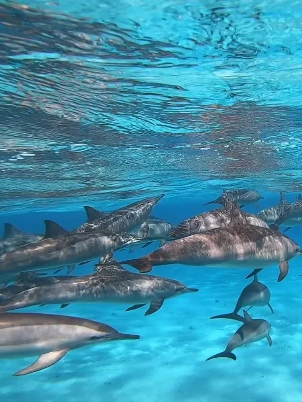 Tourists snorkeling at Sataya Dolphin House Marsa Alam
