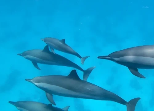 Samadai Dolphin House from Marsa Alam