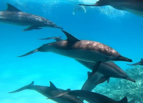 Sataya Dolphin House from Marsa Alam