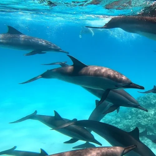 Incredible Sataya Dolphin House Marsa Alam