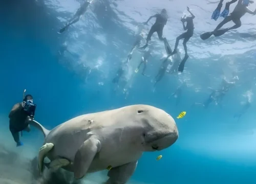 Marsa Mubarak from Marsa Alam
