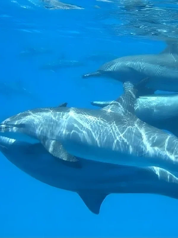 Wild dolphins swimming in the Red Sea near Hurghada