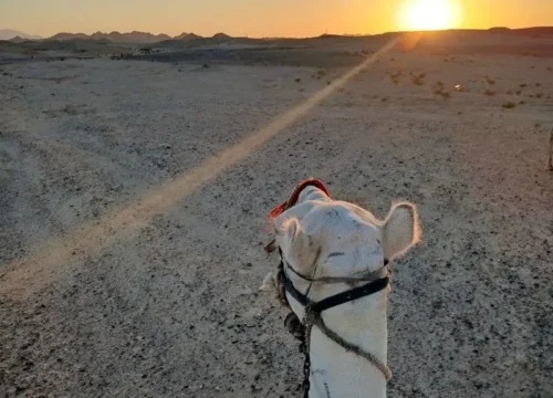 Beach Camel Riding Tour from Marsa Alam