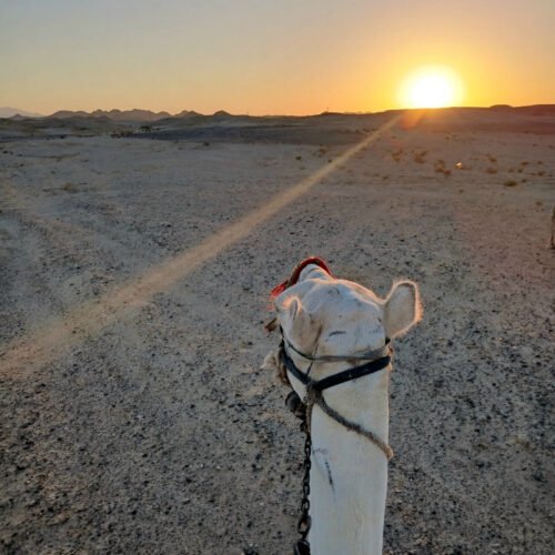 Camels at the Beach from Marsa Alam