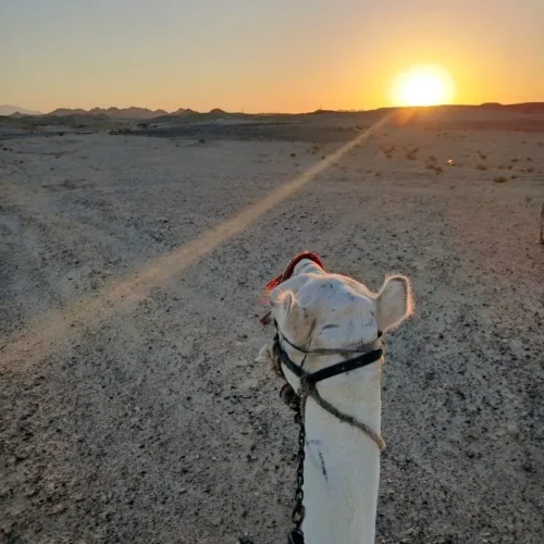 Beach Camel Riding Tour from Marsa Alam