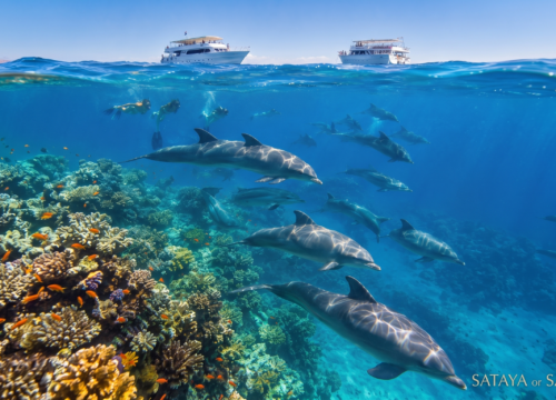 Sataya Dolphin House Reef or Samadai Dolphin House Reef? Your Ultimate Choice
