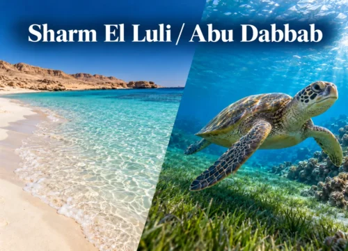 Sharm El Luli or Abu Dabbab: Which Marsa Alam Snorkel Spot Wins?